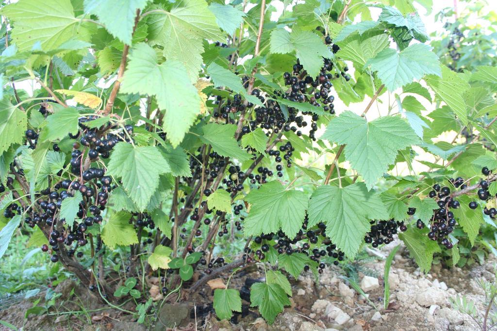 Sadyba Drymba Skhidnytsia 外观 照片